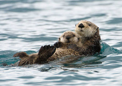 هذه الأم تساعد طفلها على البقاء طافيًا بينما يسبحون في المياه